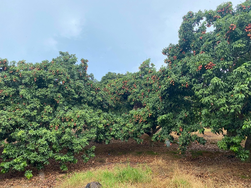 ���縣��������long8��֯ժ��֦�