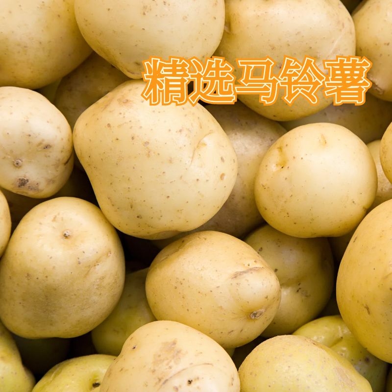 һƬһƬͣ������������С������������������������������